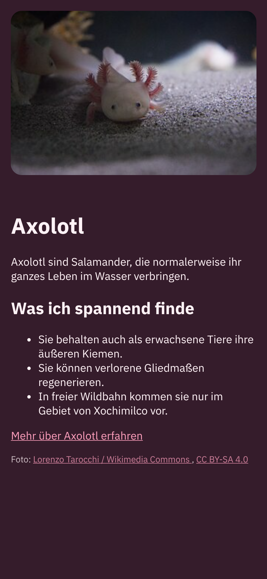 Die Webseite auf einem schmalen Bildschirm nach der Anpassung: Bild und Text stehen untereinander.